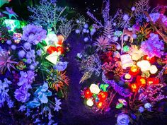 colorful flowers and plants lit up in the dark at night with colored lights on them