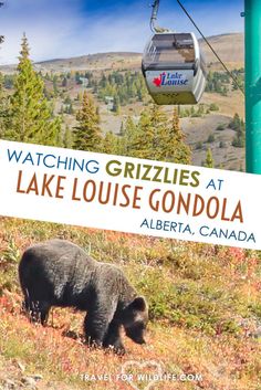 a black bear walking across a grass covered field next to a ski lift with the words watching grizzles at lake louise gondola