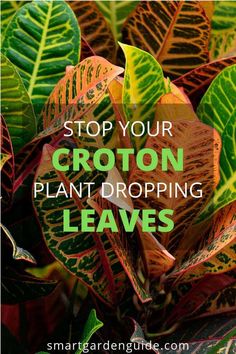 some green and red leaves with the words stop your croton plant dropping leaves on it