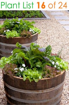 three wooden barrels filled with green plants on top of a gravel path next to a building