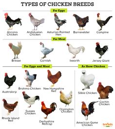 different types of chickens and their names