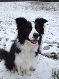 a black and white dog sitting in the snow