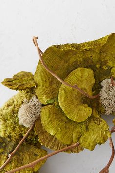 some very pretty green and yellow plants on a white surface with brown stems sticking out of it