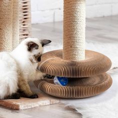 a cat playing with a toy on the floor next to some scratching posts and toys