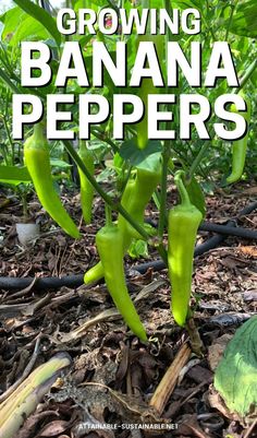 banana peppers on a plant. How To Grow Banana Peppers, Growing Banana Peppers, Gardening Peppers, Hot Banana, Growing Hot Pepper, Sweet Banana Peppers, Hot Banana Peppers, Growing Vegetables At Home, Pickled Banana Peppers