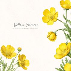 yellow flowers with green leaves on a white background