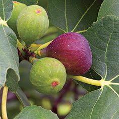 the figs are still growing on the tree