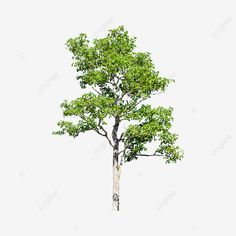 a single tree with green leaves on it's branches, isolated against a white background