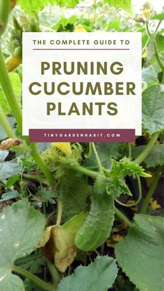 the complete guide to pruning cucumber plants with text overlay that reads, the complete guide to pruning cucumber plants