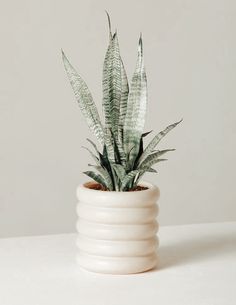 a potted plant sitting on top of a white table