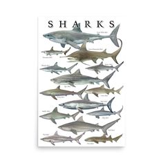 a poster with sharks in different sizes and colors