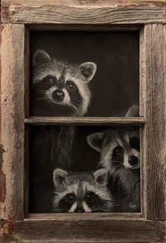 two raccoons are looking out of a window with their faces painted on it