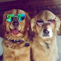 two golden retrievers wearing sunglasses and sitting next to each other on a bed together