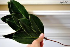 a person holding a green leaf in their hand