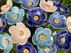 many blue and white flowers with yellow centers