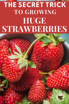 the secret trick to growing huge strawberries is that you can use it in your garden