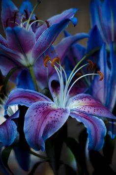 purple and blue flowers are in a vase