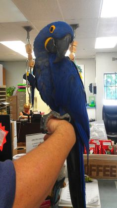 a blue parrot perched on the arm of a person's hand in an office