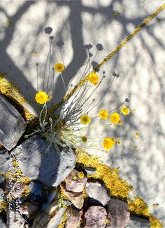 yellow flowers are growing out of the rocks