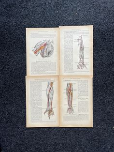 an old book with four pages showing muscles and their corresponding parts on the front page