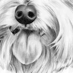 a drawing of a dog with long hair