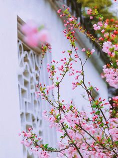 pink flowers are blooming in front of a white building with an ornamental window sill