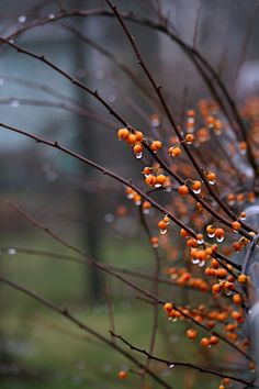 some orange berries are growing on the branches of a tree with water droplets all over them