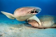 two large sharks with their mouths open on the ocean floor