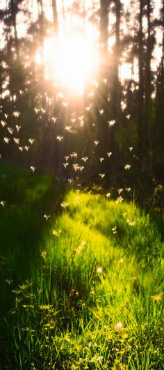 the sun shines brightly through the trees and grass as birds fly in the air