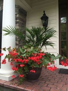 a potted plant sitting on the front steps of a house with red flowers in it