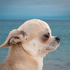 a close up of a small dog near the ocean and sky with water in the background