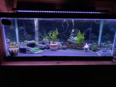 an aquarium filled with plants and rocks in a dark room next to a light on the wall