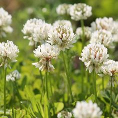 some white flowers are growing in the grass