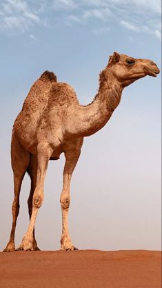 a camel is standing in the desert with its head turned to the side and it's legs spread out