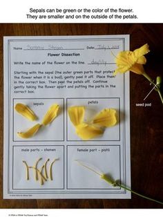 a flower is shown with instructions to make it look like the petals are wilting