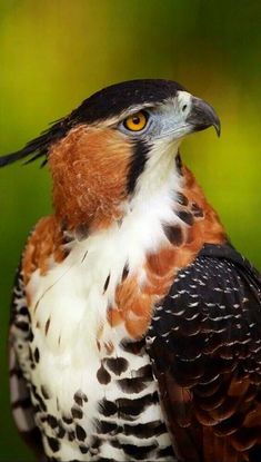 a bird with brown and white feathers is standing in front of a blurry background