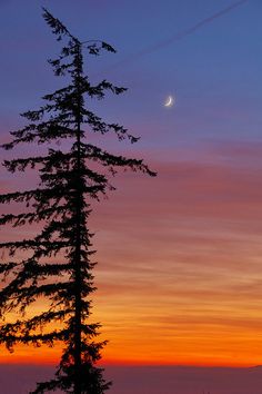 the sun is setting behind some trees with a crescent moon in the sky above it