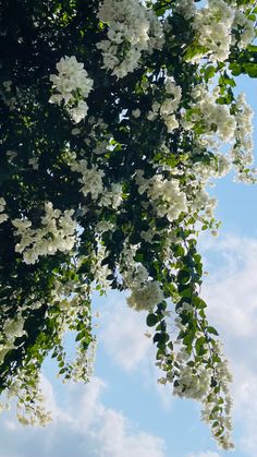 some white flowers and green leaves against a blue sky