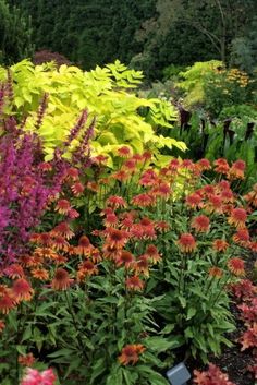 many different types of flowers in a garden