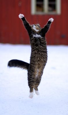 a cat jumping up in the air to catch a frisbee with it's paws