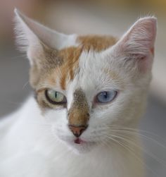 an orange and white cat with blue eyes