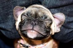 a small brown and white dog sitting on top of a person's lap with his eyes closed