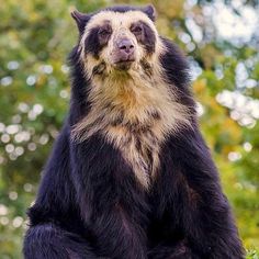 a large black bear sitting on top of a lush green field