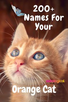 an orange cat with blue eyes and the words, 50 names for your orange cat