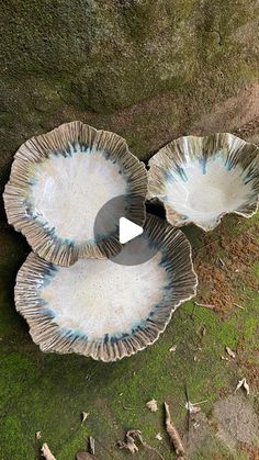 three bowls sitting on top of green moss covered ground next to a tree trunk and grass