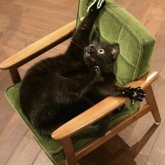 a black cat sitting in a green chair