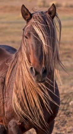 a brown horse standing on top of a dry grass covered field with it's hair blowing in the wind