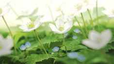 some white flowers are growing in the grass