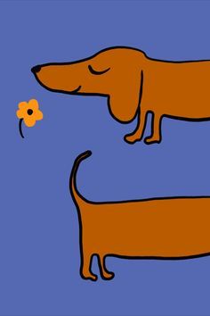 two brown dogs standing next to each other with a flower in front of them on a blue background