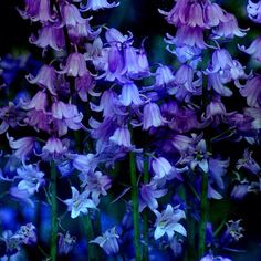 purple flowers are blooming in the garden